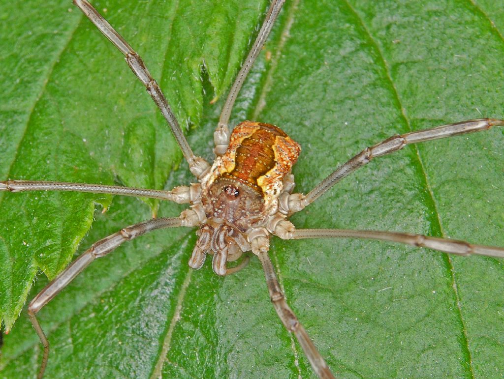 Mitopus morio (Phalangiidae)